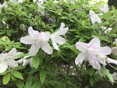 Rhododendron