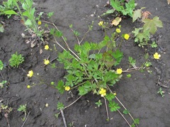 Ranunculus repens