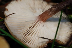 Armillaria hinnulea