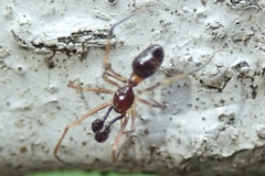 Coleosoma