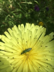 Oedemera nobilis