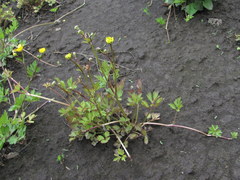 Ranunculus repens