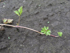Ranunculus repens