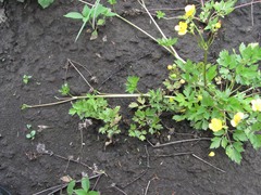 Ranunculus repens