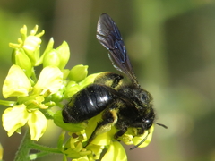 Andrena morio