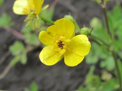 Ranunculus repens