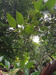 Cinnamomum verum