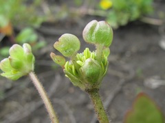 Ranunculus repens