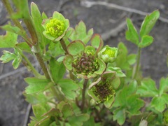 Ranunculus repens