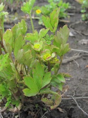 Ranunculus repens