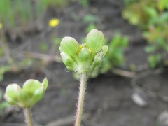 Ranunculus repens
