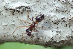 Coleosoma