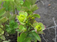 Ranunculus repens
