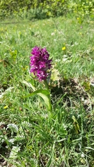 Dactylorhiza majalis
