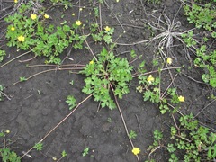 Ranunculus repens