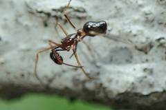 Coleosoma