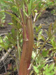 Ranunculus repens