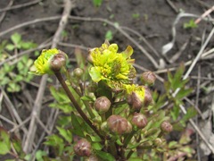 Ranunculus repens