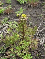 Ranunculus repens