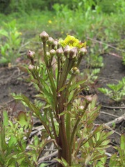 Ranunculus repens