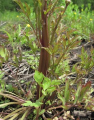 Ranunculus repens