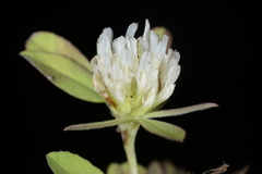 Trifolium alexandrinum