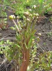 Ranunculus repens