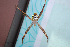 Argiope minuta