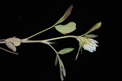 Trifolium alexandrinum