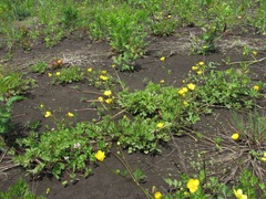 Ranunculus repens