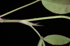 Trifolium alexandrinum