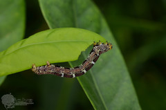 Achrosis incitata