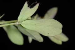 Trifolium alexandrinum