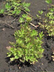 Ranunculus repens