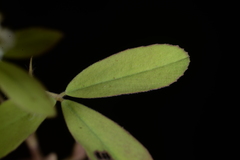 Trifolium alexandrinum