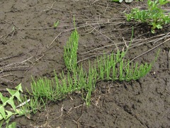 Equisetum arvense