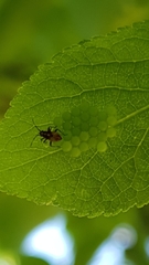 Heteroptera
