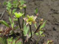 Ranunculus repens
