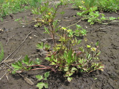 Ranunculus repens