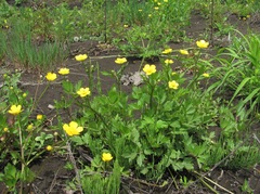Ranunculus repens