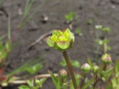 Ranunculus repens