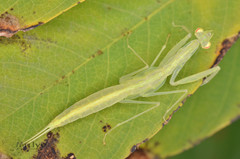 Sinomantis denticulata