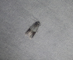 Tracholena sulfurosa