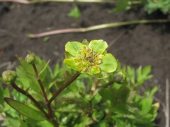 Ranunculus repens