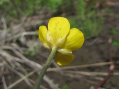Ranunculus repens