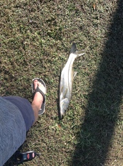 Centropomus undecimalis