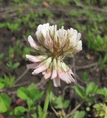 Trifolium repens