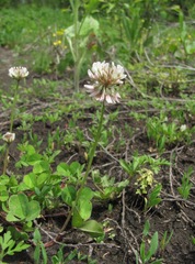 Trifolium repens