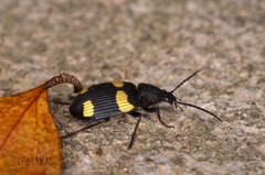 Craspedophorus