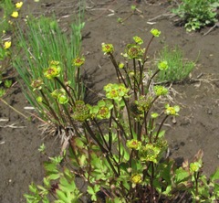 Ranunculus repens